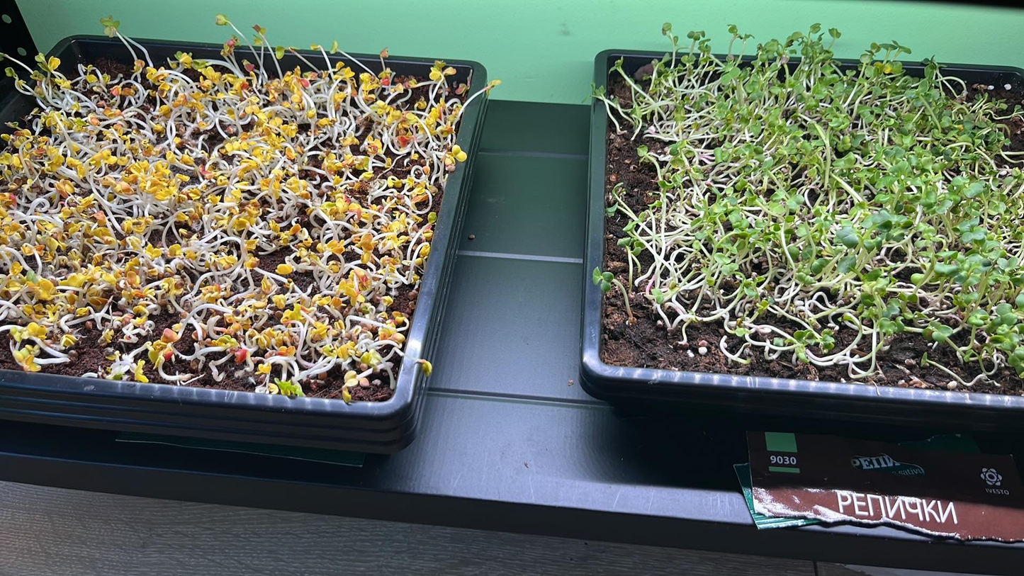 VitaGreens Начален Двоен комплект за микрозеленчуци