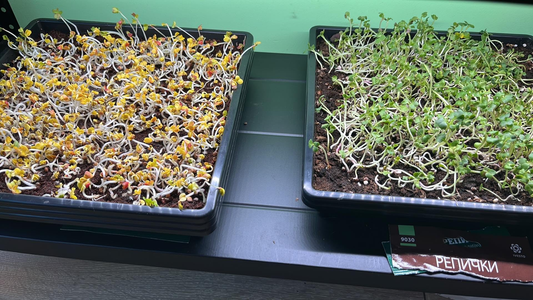 VitaGreens Начален Двоен комплект за микрозеленчуци
